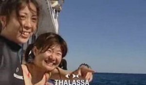 Thalassa, l'été des océans (France 3) : bande-annonce