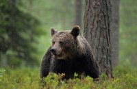 Rémi Gaillard s'indigne des conditions de vie de Kiwi, l'une des stars de L'Ours