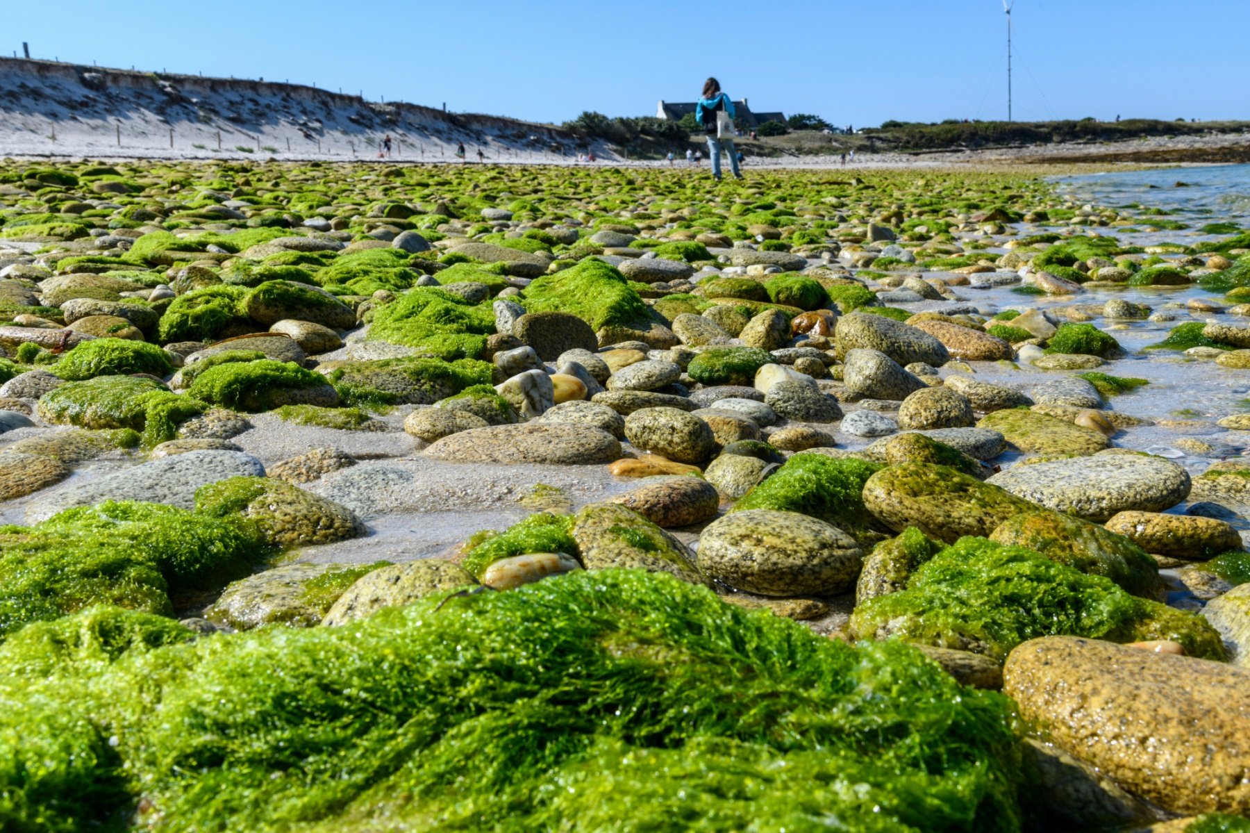 Algues vertes : pourquoi sont-elles si nocives pour l'environnement ? :  Tendances - Orange