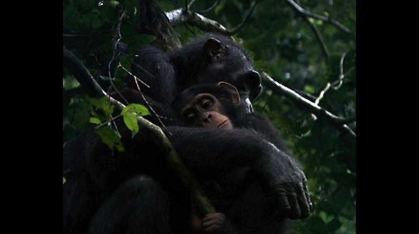 Chimpanzés - Bande annonce 11 - VF - (2012)