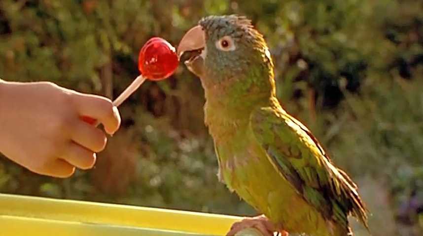 Paulie, le perroquet qui parlait trop - Bande annonce 1 - VF - (1997)