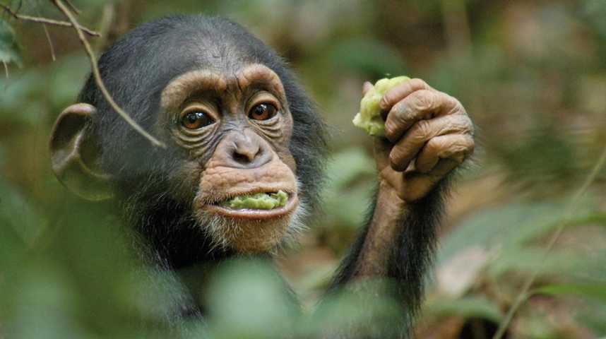 Chimpanzés - Extrait 1 - VF - (2012)