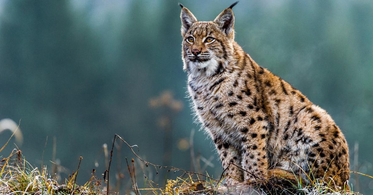 Pourquoi le lynx pourrait bientôt disparaître en France