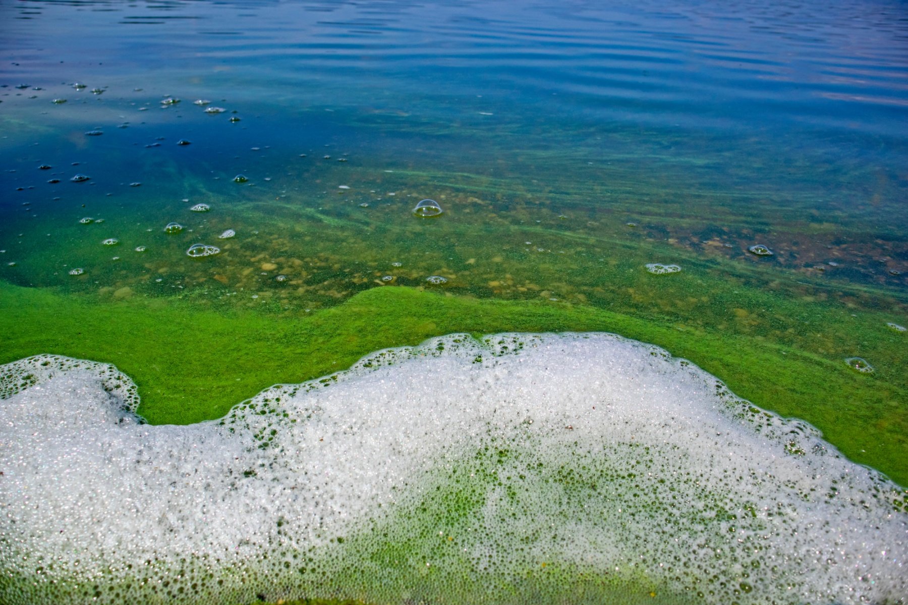 Algues vertes : pourquoi sont-elles si nocives pour l'environnement ? :  Tendances - Orange