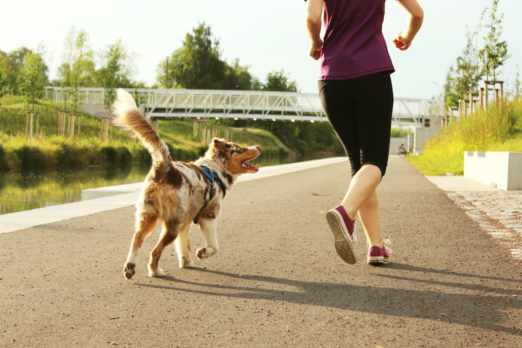 Comment réagir face à un chien lors d'un jogging ? – Athlétic