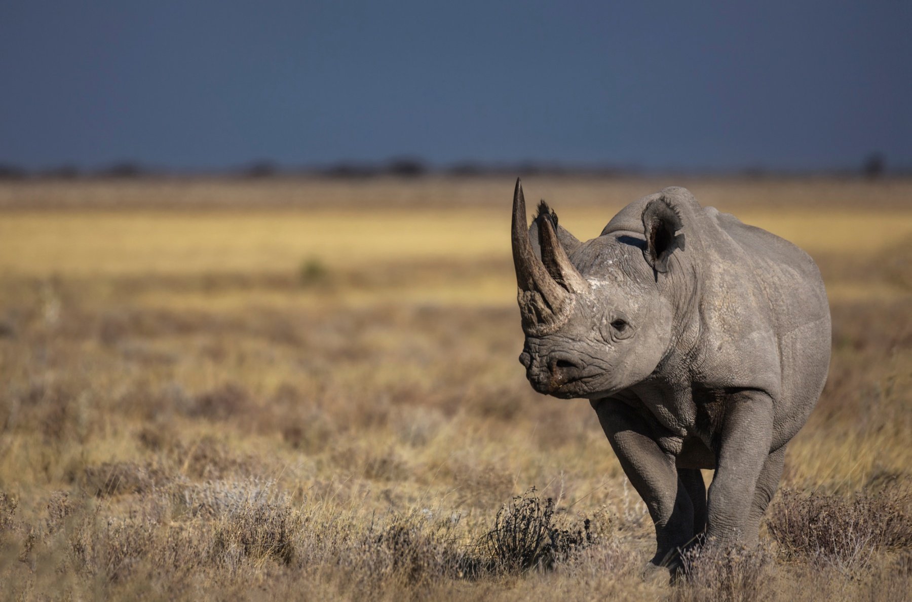 Le rhinocéros noir de l'Est et du Sud