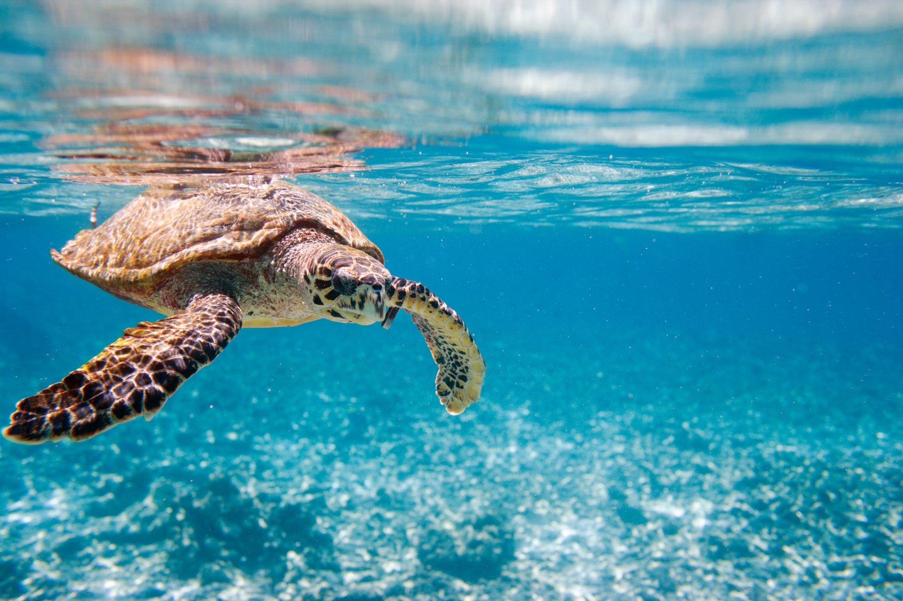 Réchauffement climatique : la reproduction et la survie des tortues marines  menacées