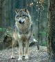 10 choses à savoir sur le rôle du loup dans la nature