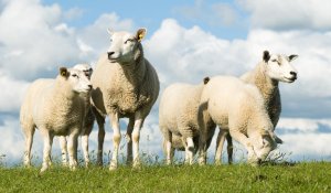 10 choses à savoir pour mieux comprendre l'élevage ovin