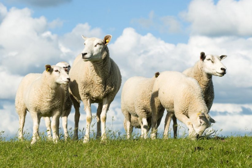 Il existe différents modes d'élevage ovin