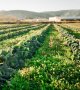 10 choses à savoir sur l'agriculture biologique
