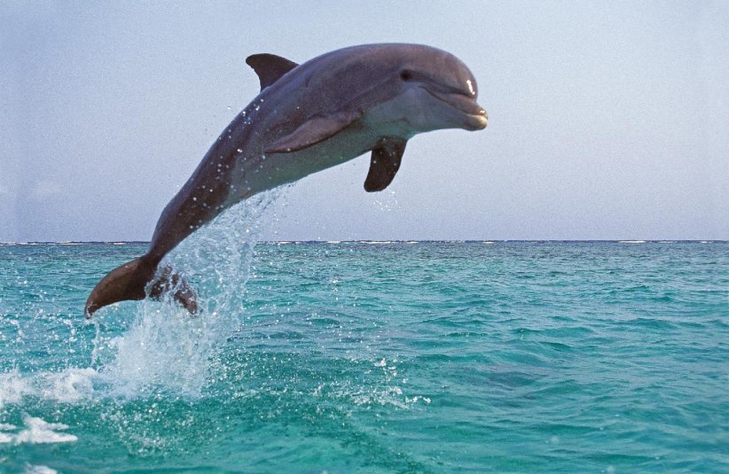 Les dauphins d'eau douce existent