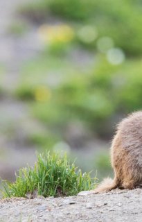 La marmotte a-t-elle un impact sur l'environnement ?