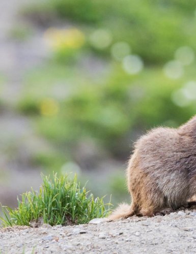 La marmotte a-t-elle un impact sur l'environnement ?