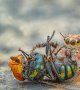 Acariens, araignées ou insectes : comment faire la différence ?