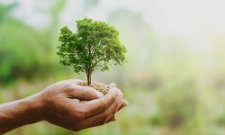 Végétation : pourquoi les arbres sont-ils des alliés pour réguler le climat ?