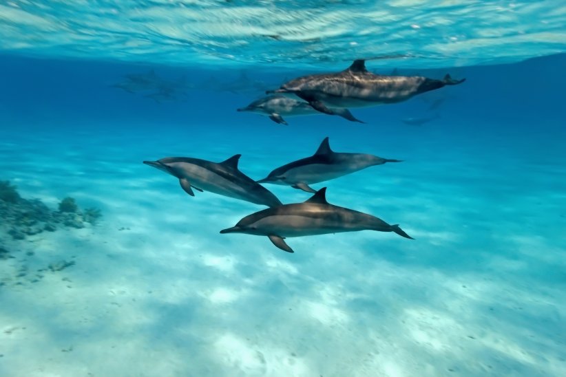 Les Bahamas pour plonger avec les dauphins