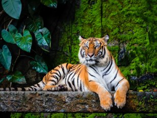 10 espèces animales en voie de disparition