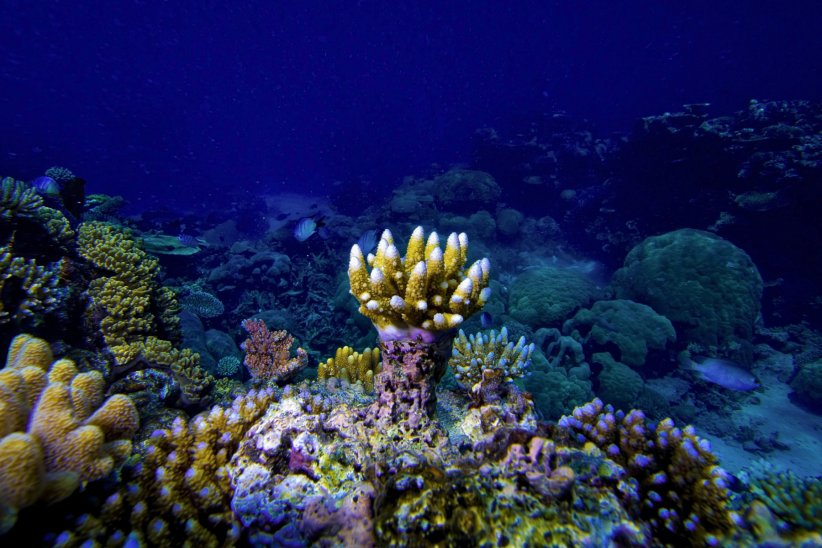 Ses coraux peuvent vivre jusqu'à 541 millions d'années !