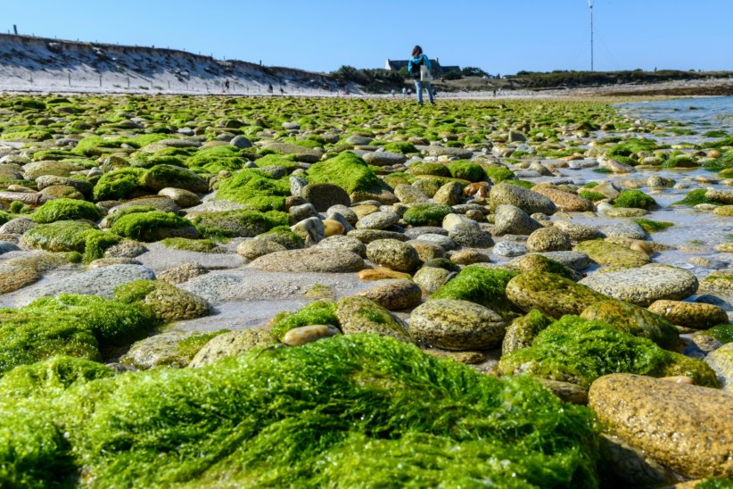Lorsqu'elles sèchent, les algues vertes renferment un gaz toxique.