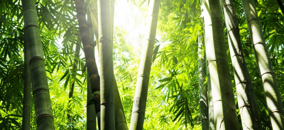 Découvrez les bienfaits beauté du bambou