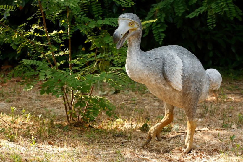 Le dodo