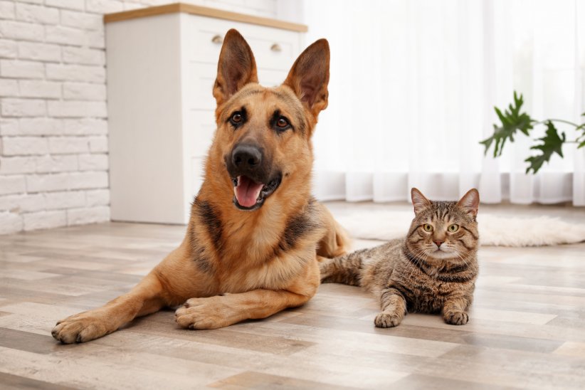 Animaux Connectes 5 Applis Utiles Pour Chiens Et Chats Animaux Connectes 5 Applis Utiles Pour Chiens Et Chats