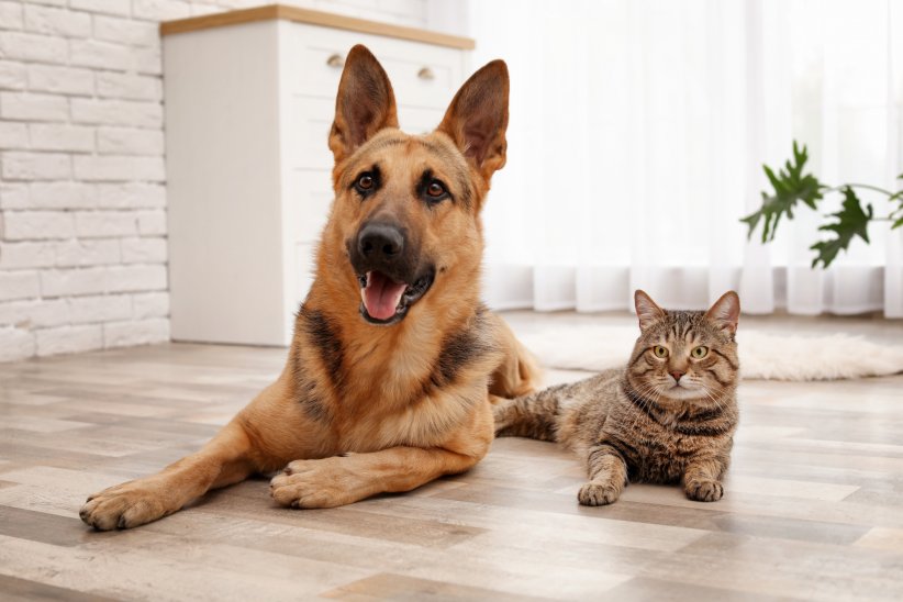 Animaux Connectés 5 Applis Utiles Pour Chiens Et Chats