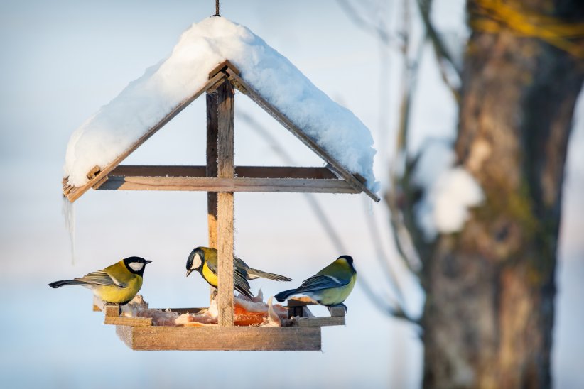 En hiver, les oiseaux ne parviennent plus à trouver leur nourriture par eux-mêmes.