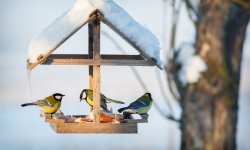5 conseils pour nourrir les oiseaux en hiver