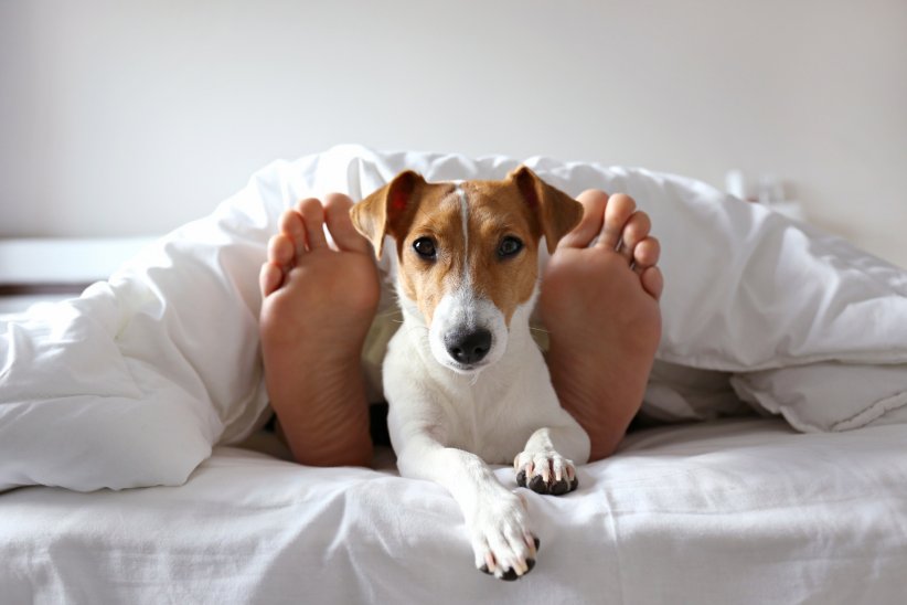 Les animaux à poils peuvent être porteurs d'acariens. Ne laissez pas votre chat ou votre chien monter sur votre lit !