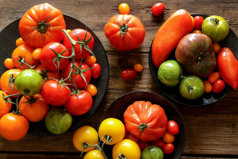 Selon les estimations, il existerait pas moins de 12 000 variétés de tomates dans le monde.