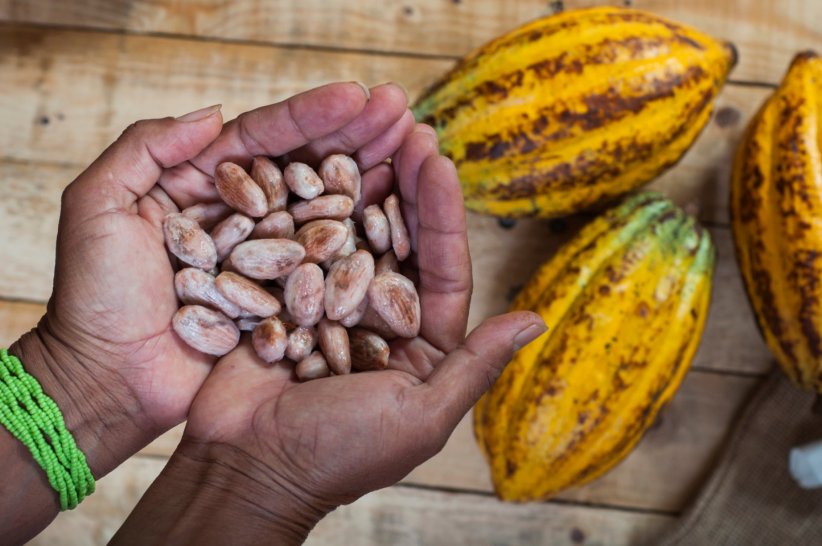 Le cacao est l'un des aliments les plus riches en antioxydants.
