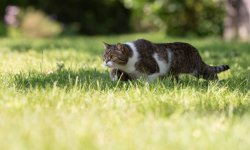 Le chat a-t-il un impact écologique sur la biodiversité ?