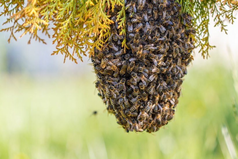 Ne pas toucher aux essaims d'abeilles
