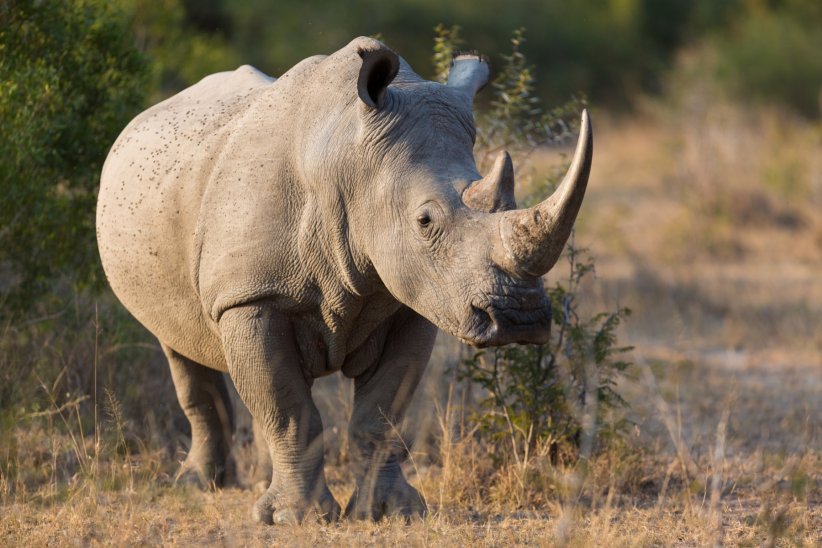 Les rhinocéros sont braconnés pour leurs cornes.