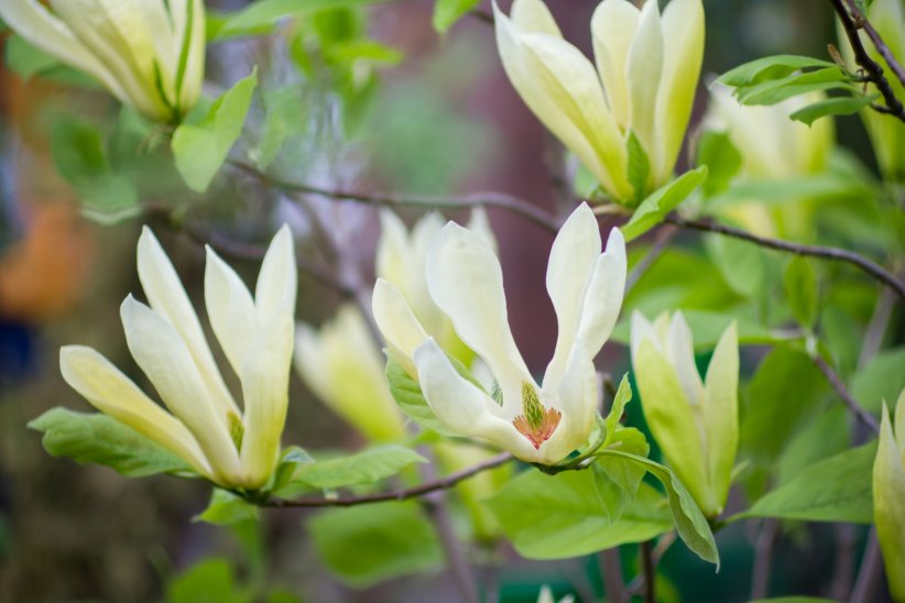 Le magnolia acuminé