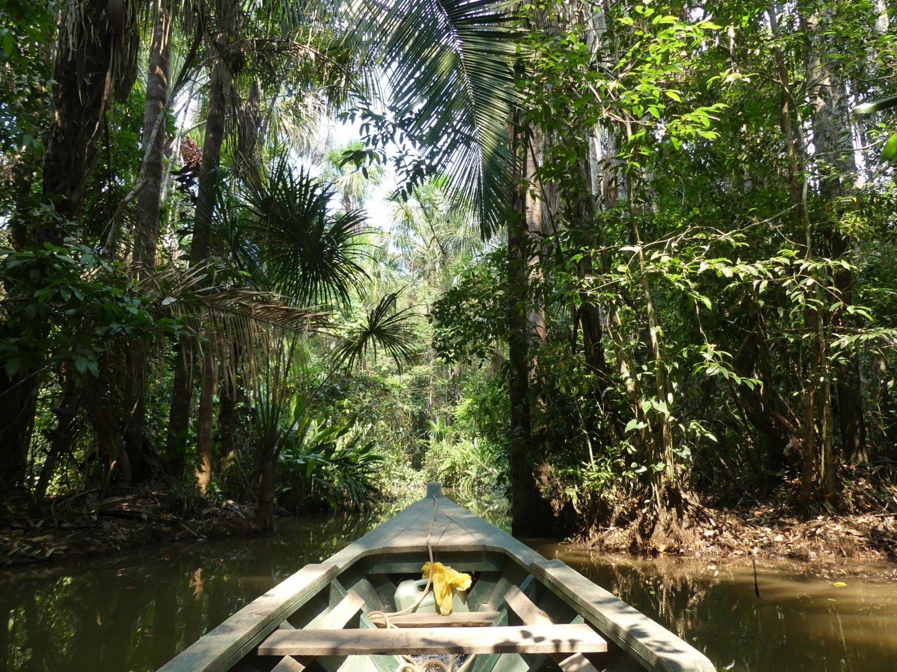 Forets Equatoriales Pourquoi Sont Elles Les Poumons De La Terre Forets Equatoriales Pourquoi Sont Elles Les Poumons De La Terre