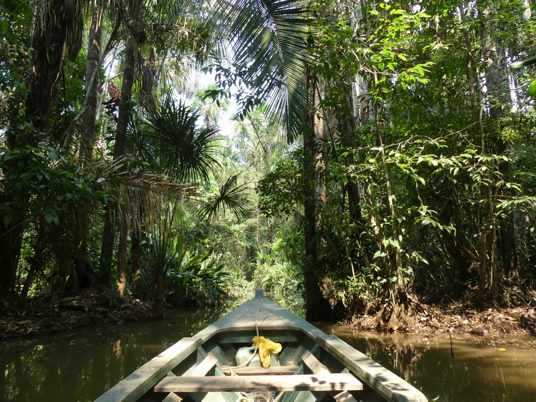 Forets Equatoriales Pourquoi Sont Elles Les Poumons De La Terre