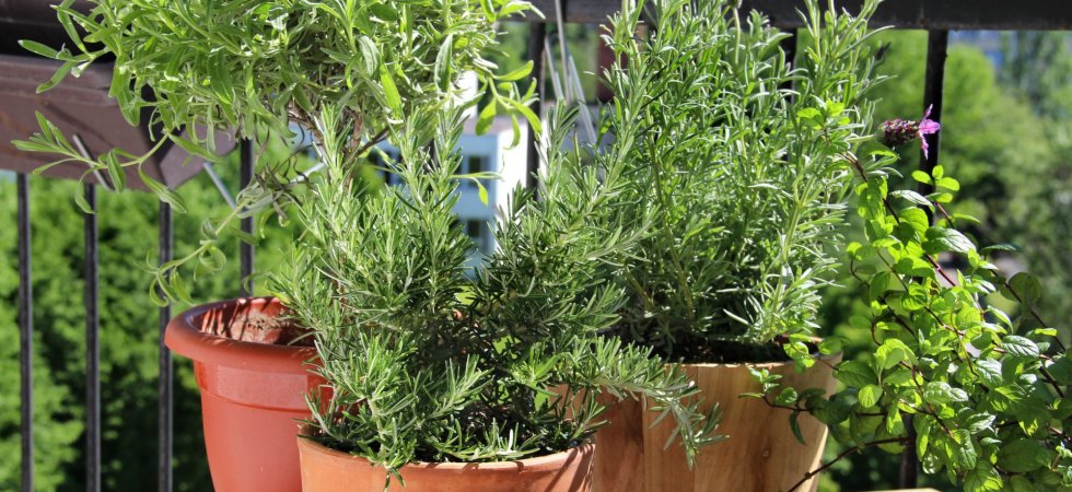 Comment cultiver des plantes aromatiques sur son balcon ?