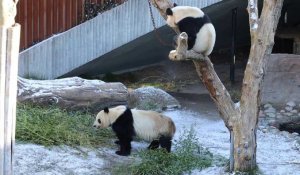 Au zoo de Copenhague, une nouvelle stratégie pour que les pandas s'accouplent
