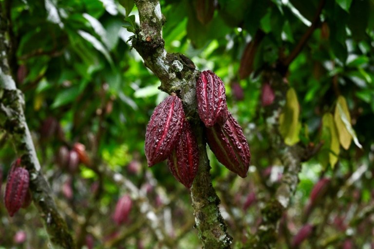 La culture du cacao au Ghana et en Equateur