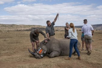 Des membres du projet Rhisotope près d'un rhinocéros endormi pour lui implanter des radio-isotopes dans les cornes, à Mokopane, en Afrique du Sud, le 25 juin 2024