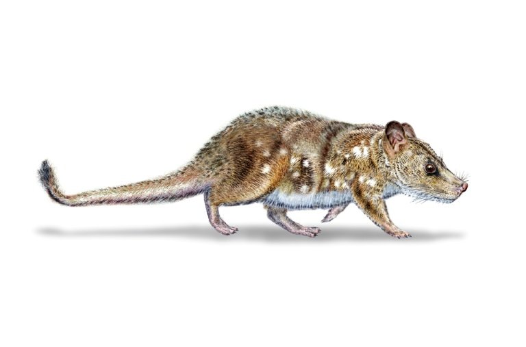 Illustration by Mauricio Alvarez, obtained from the University of Chile on August 11, 2025, showing a Yeutherium pressor, a small mouse-sized mammal that lived alongside the dinosaurs.