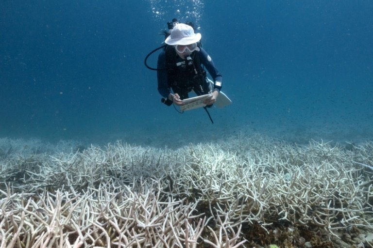 Restauration des récifs coralliens