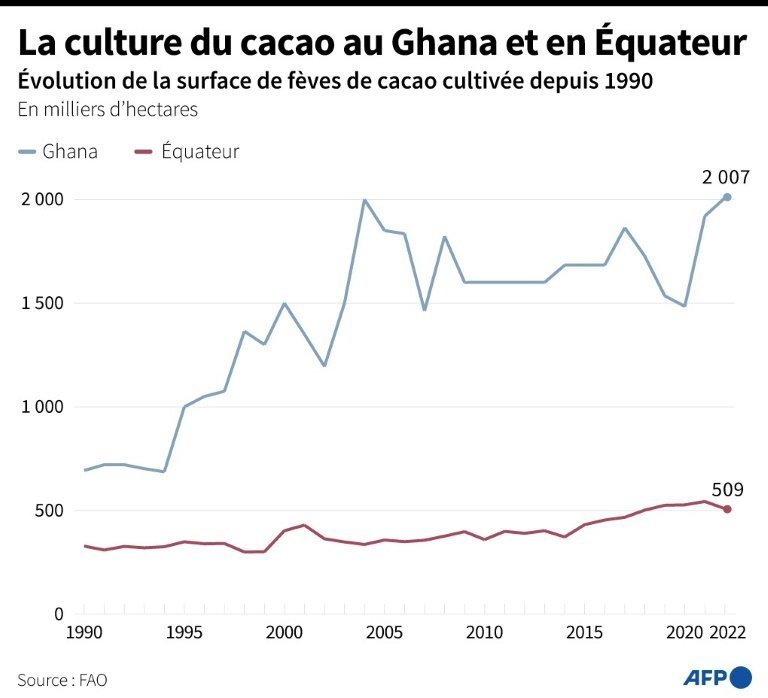 La culture du cacao au Ghana et en Equateur
