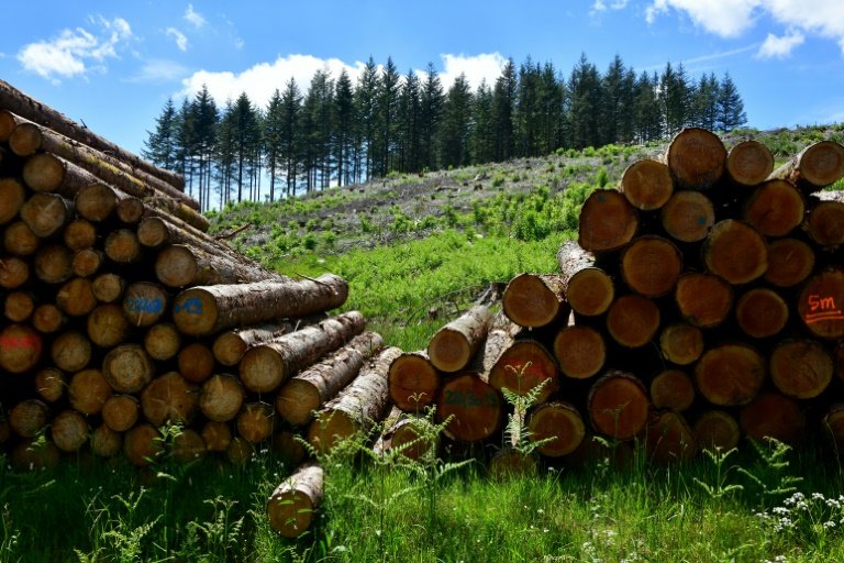 Un tas de bois coupé sur le plateau des Millevaches, à Tarnac (Corrèze), le 5 juin 2024