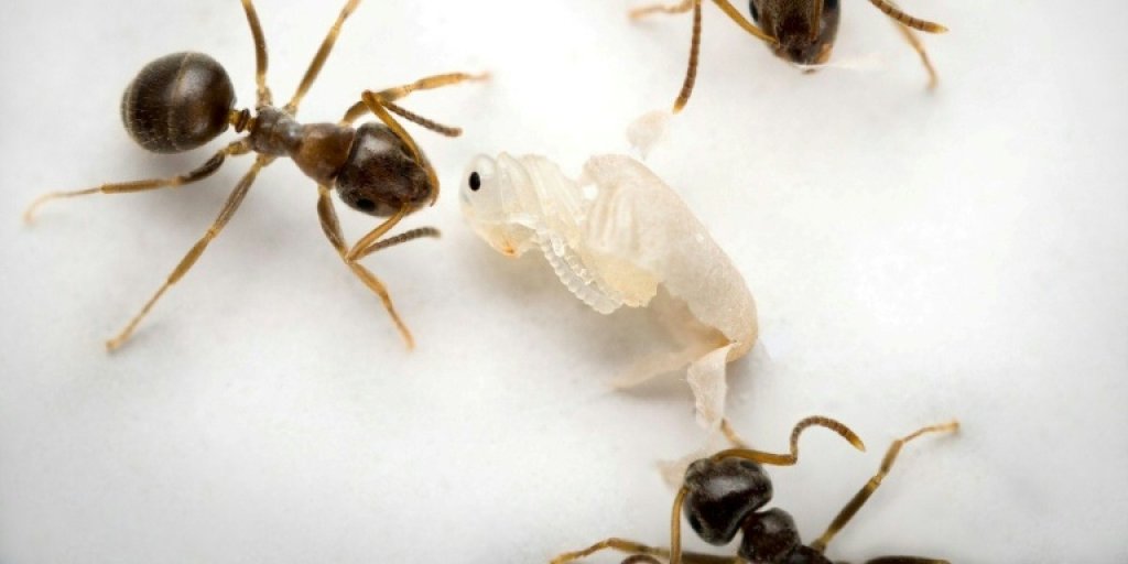 Hormigas enfermas se sacrifican para proteger a su colonia, revela estudio científico.