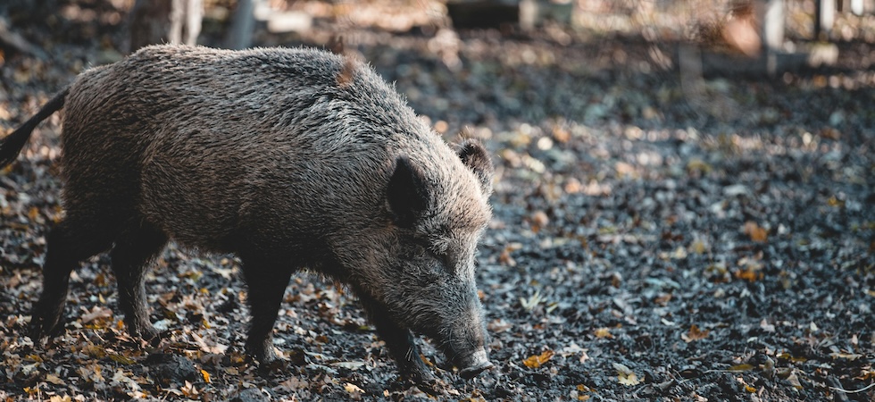 2275%2Factu%2Fmagic-articles-6medias%2F2