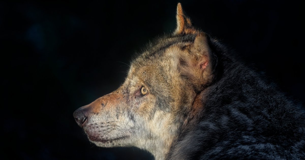 Un loup repéré en Île